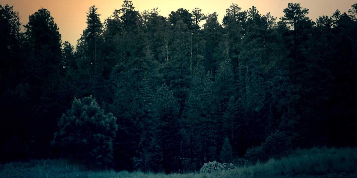 Best Medicinal Plants for Home Garden